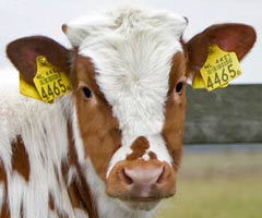 In Europe numerous ear tag computer methods are used. Year by year more electronic ear devices become mandatory, attached at birth. (calf already has 4 tags - required by law)